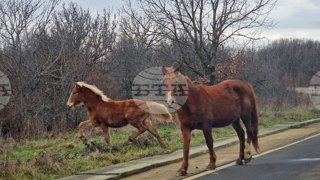 Проблемите с безстопанствените животни и животновъдните обекти, в близост до пътната мрежа, са обсъдени на работна среща в Кюстендил