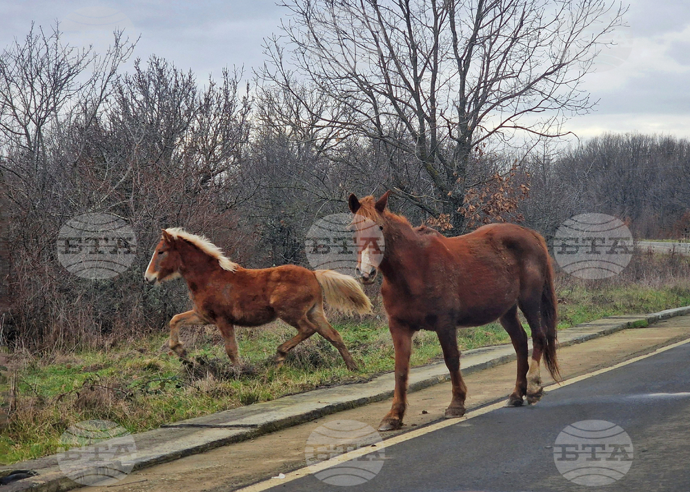 Проблемите с безстопанствените животни и животновъдните обекти, в близост до пътната мрежа, са обсъдени на работна среща в Кюстендил