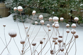 Gardening - Snow