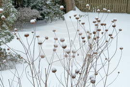Gardening - Snow