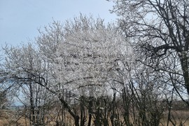 Търговище - овошки