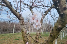 Търговище - овошки