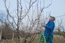 Търговище - овошки - резитба