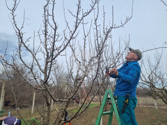 Търговище - овошки 