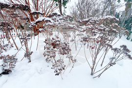 Gardening - Snow