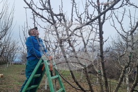 Търговище - овошки - резитба