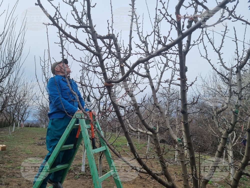 Търговище - овошки - резитба