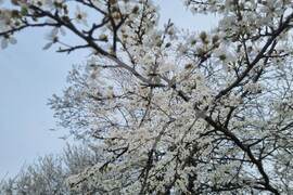 Търговище - овошки