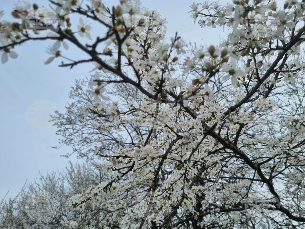 Търговище - овошки