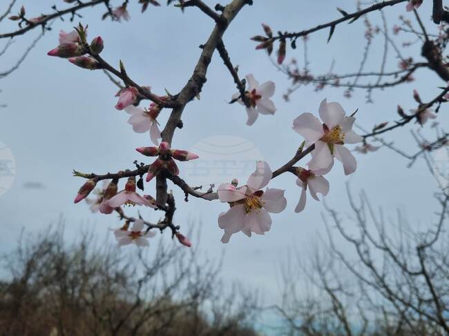 Демонстрация на изкуството за запазване на стари овощни сортове организират в троянското село Орешак на 15 и 16 февруари