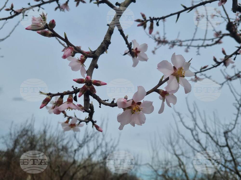 Търговище - овошки