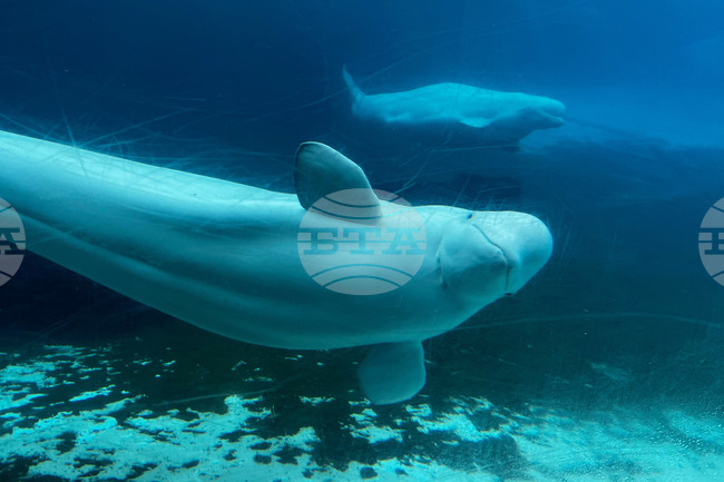 Canada Whales Marineland