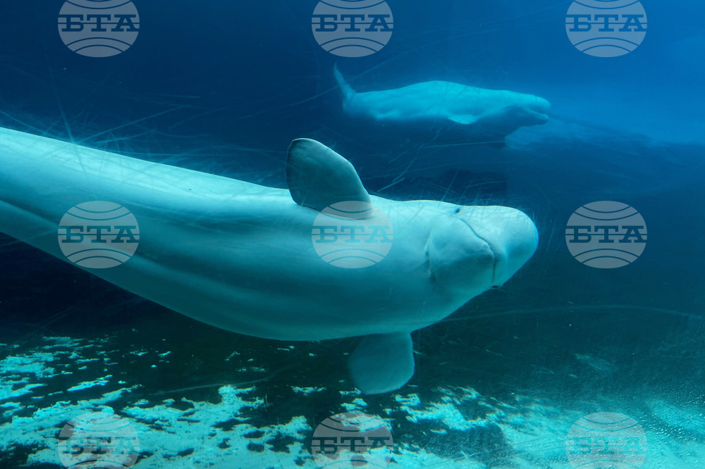 Canada Whales Marineland