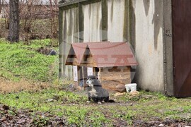 Видин - бездомни кучета - къщички