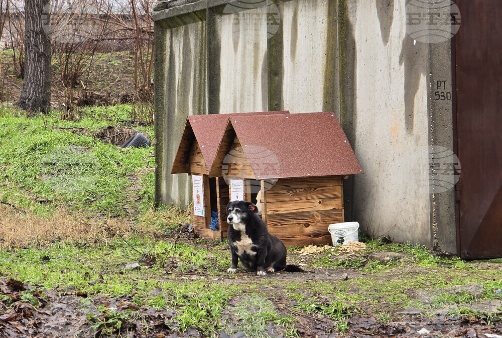 Видин - бездомни кучета - къщички