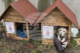 Видин - бездомни кучета - къщички