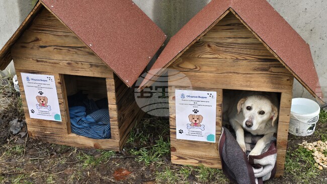 Община Видин набира доброволци за преброяване на безстопанствените кучета