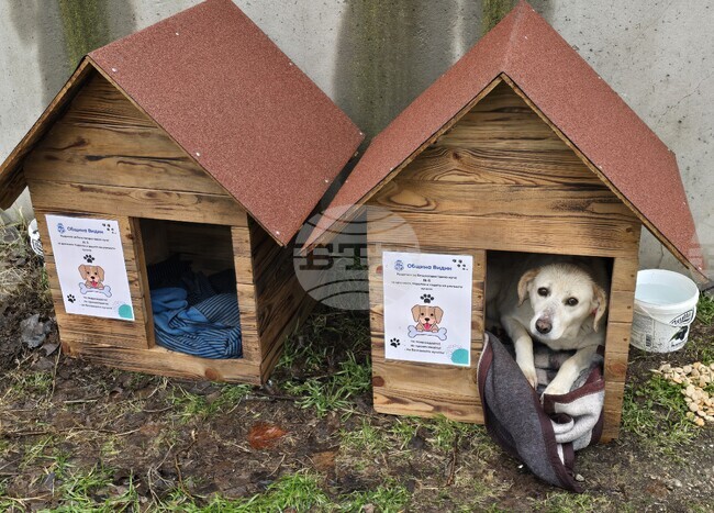 Община Видин набира доброволци за преброяване на безстопанствените кучета