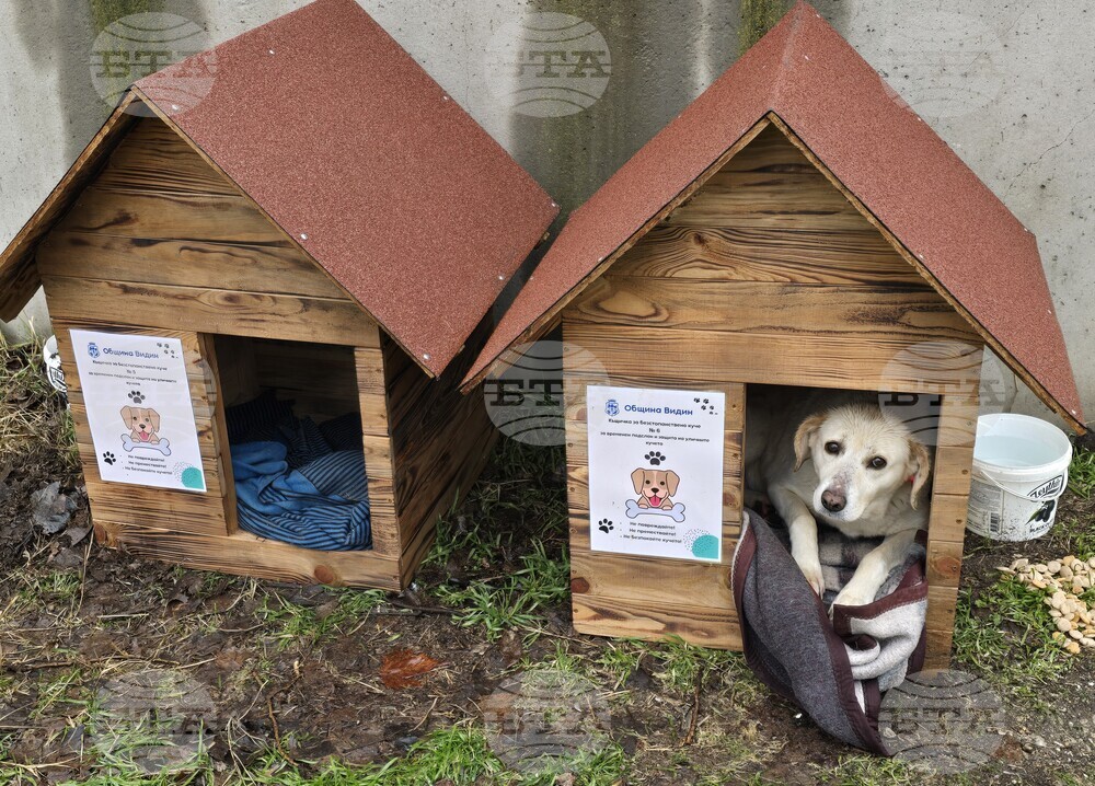 Видин - бездомни кучета - къщички