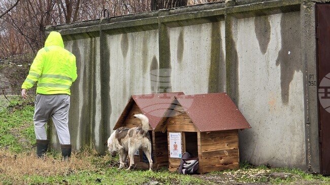 Общинският съвет в Айтос прие програма за овладяване популацията на безстопанствените кучета за периода 2026–2030 година