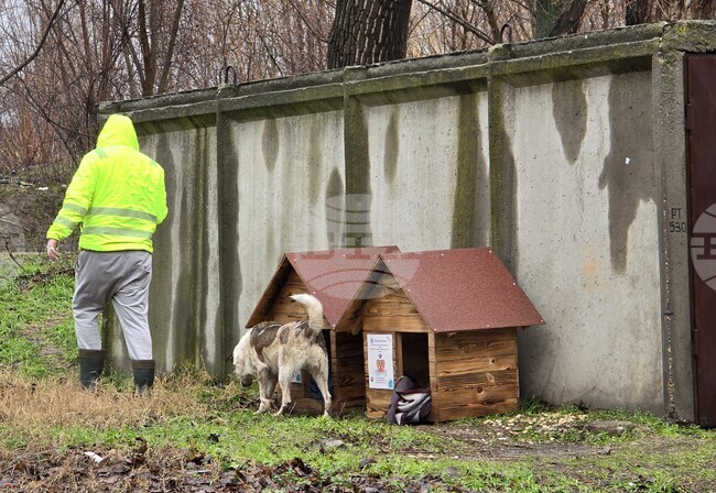 Общинският съвет в Айтос прие програма за овладяване популацията на безстопанствените кучета за периода 2026–2030 година