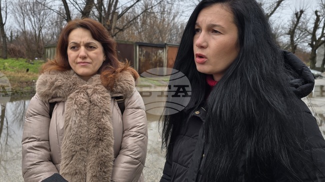 Над 400 кучета са регистрирани през миналата година в община Видин