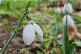 Варна - ежедневие - кокичета