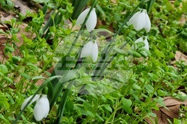 Варна - ежедневие - кокичета