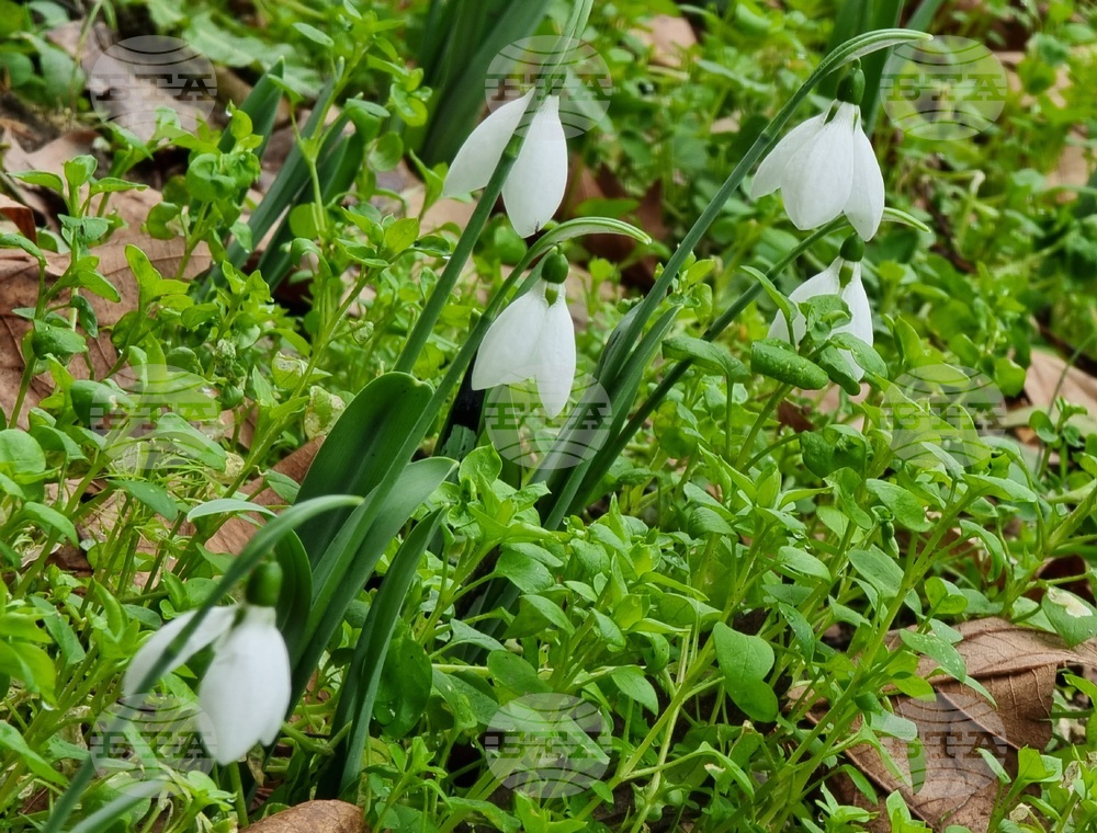 Варна - ежедневие - кокичета