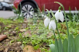 Варна - ежедневие - кокичета