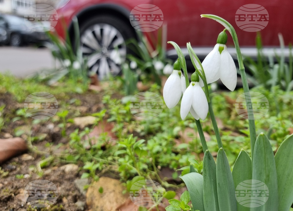 Варна - ежедневие - кокичета