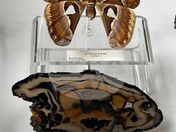 Сдружение „Български музеи“ - прессъобщение