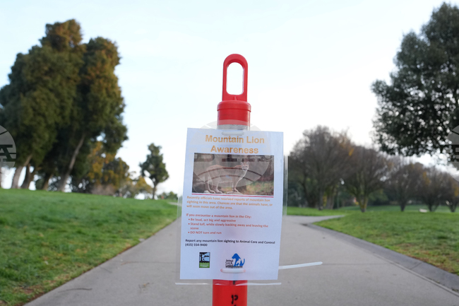 San Francisco Mountain Lion