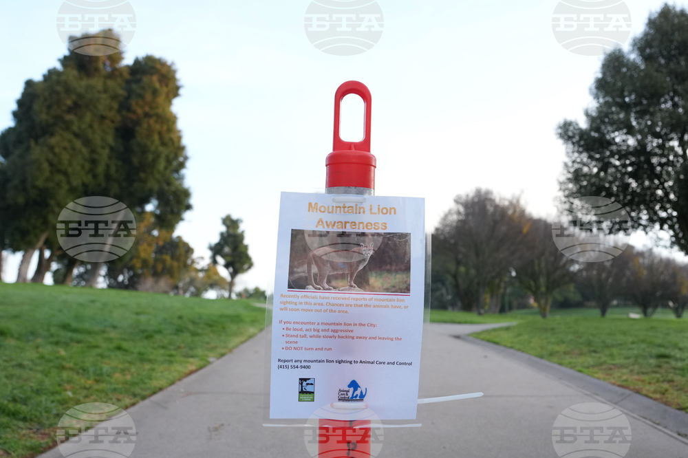 San Francisco Mountain Lion