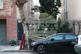 San Francisco Mountain Lion