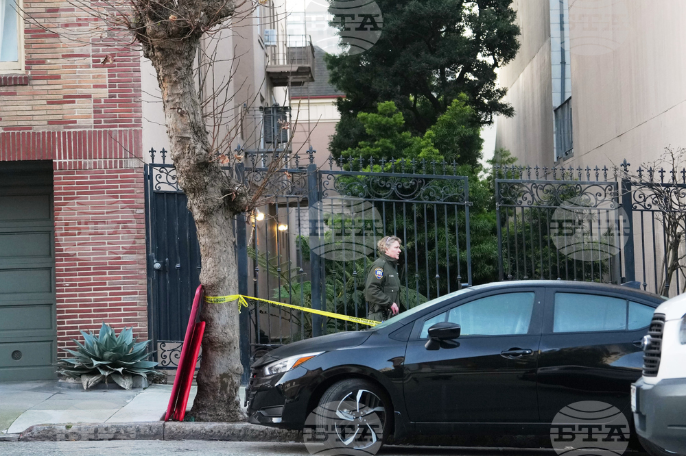 San Francisco Mountain Lion