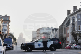 San Francisco Mountain Lion