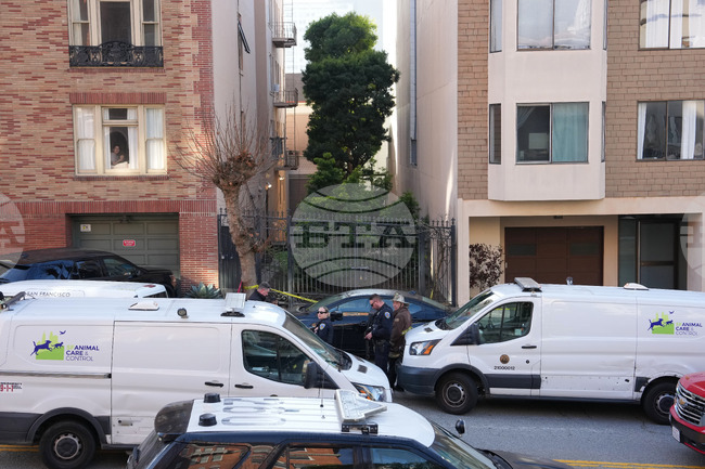 California Mountain Lion