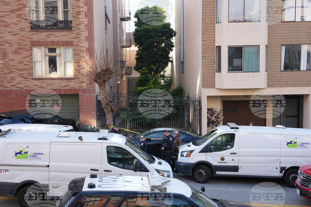 California Mountain Lion