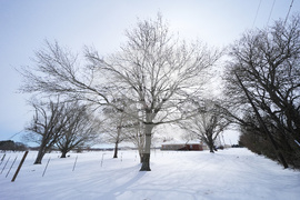 Winter Weather Pond Deaths