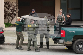 California Mountain Lion