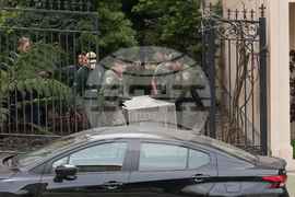 California Mountain Lion