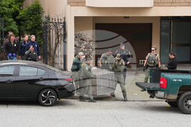 California Mountain Lion