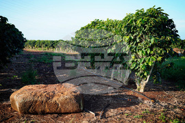 Kauai Coffee-Uncertainty