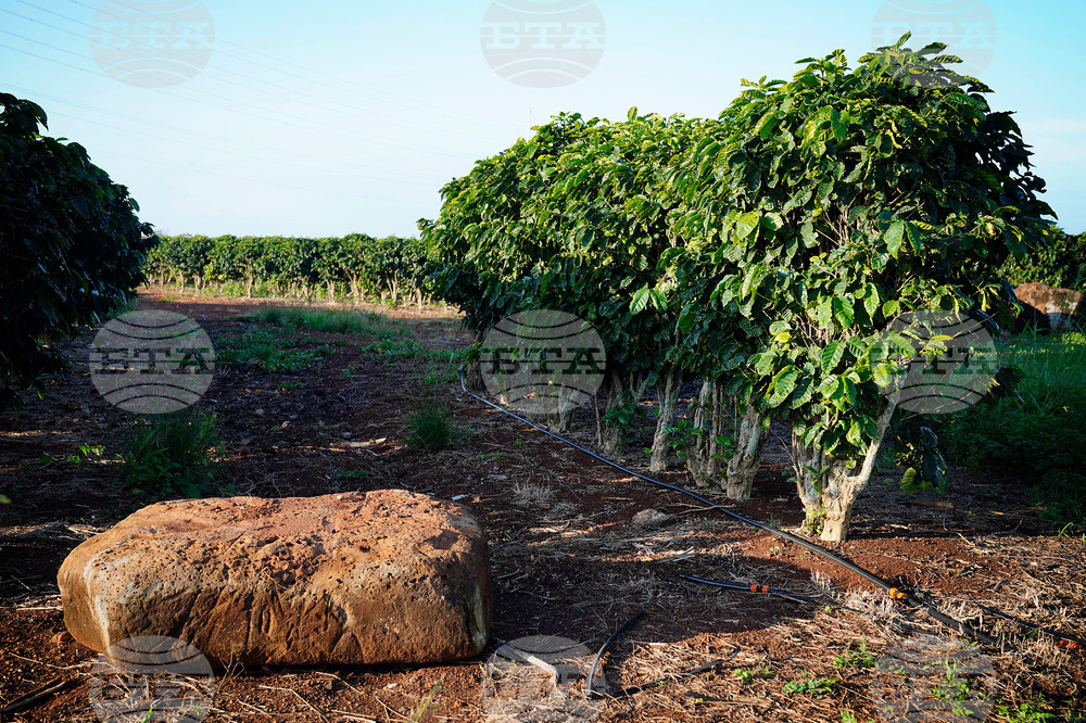 Kauai Coffee-Uncertainty