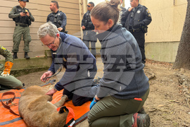 San Francisco Mountain Lion