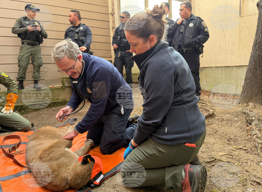 San Francisco Mountain Lion