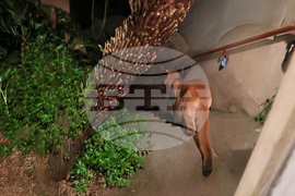 San Francisco Mountain Lion