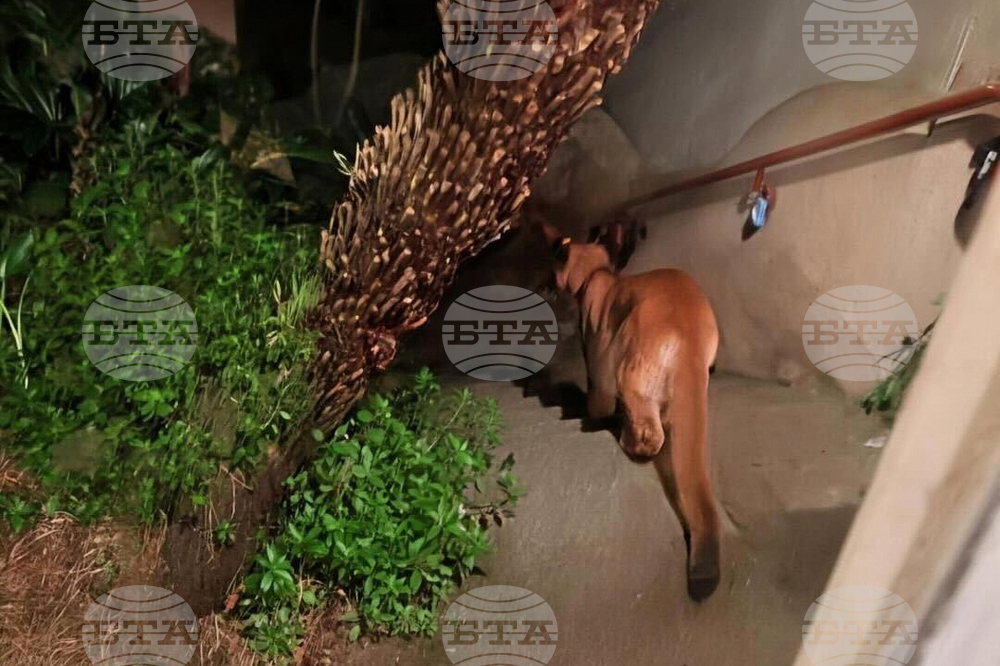 San Francisco Mountain Lion