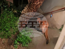 CORRECTION San Francisco Mountain Lion